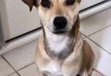 Photo of Família viaja para curtir praia, adota cachorrinha e viraliza no TikTok