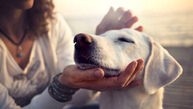 Photo of Audiência de conciliação formaliza visitas e pensão para cão de casal recém-separado