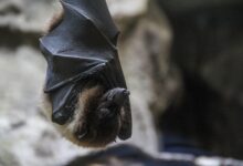 Photo of Vírus similar a Covid é descoberto em morcegos e pode infectar humanos