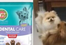Photo of Sobe para 15 o número de cães mortos após consumo de petisco