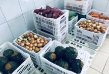 Photo of Prefeitura de Chapecó cadastra produtores rurais para aquisição de alimentos