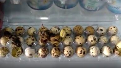 Photo of Codornas nascem em prateleira de supermercado