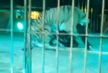 Photo of MOMENTOS DE TERROR: tigre crava os dentes no pescoço de domador