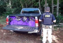 Photo of PRF faz a maior apreensão de maconha do ano até agora em SC: 734 kg no oeste