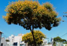 Photo of Pioneirismo de Chapecó em plano de arborização será tema de Fórum Catarinense
