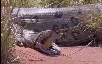 Photo of Cobra sai viva e consegue fugir após ser engolida por sucuri canibal gigante