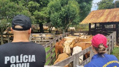 Photo of Caoagro e Cidasc realizam operação conjunta e identificam irregularidades sanitárias em rebanho bovino