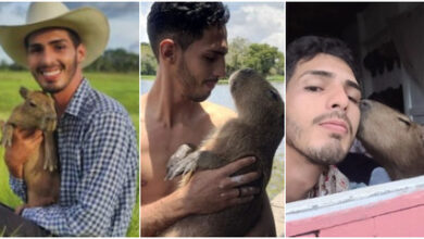 Photo of Justiça determina que capivara Filó entregue ao Ibama volte a morar com influenciador