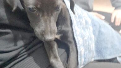 Photo of CONCÓRDIA: Homem é preso por abandonar cachorros em via pública