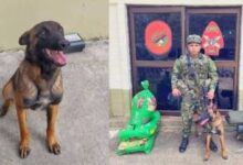 Photo of DESAPARECEU: Cão farejador Wilson esteve com crianças perdidas na selva colombiana