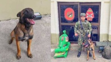 Photo of DESAPARECEU: Cão farejador Wilson esteve com crianças perdidas na selva colombiana