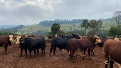 Photo of Leilões de gado movimentaram quase R$ 5 milhões este ano em Concórdia