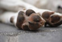 Photo of No oeste do Estado, Justiça condena mulher por maus-tratos ao próprio cão