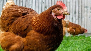 Photo of Acusado de matar primo após disputa por posse de frango para risoto enfrentará júri