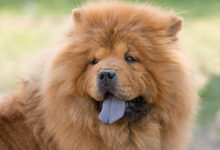 Photo of Tutor de cão chow chow que morreu após sedação em clínica veterinária será indenizado