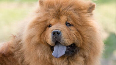 Photo of Tutor de cão chow chow que morreu após sedação em clínica veterinária será indenizado