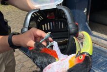 Photo of PRF resgata tucano ferido encontrado às margens da BR-153 