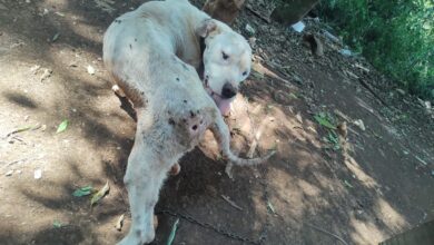 Photo of Homem é preso por maus-tratos de animais após denúncia no Napa