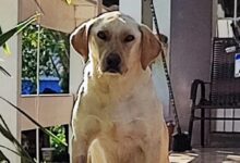 Photo of Cão de rua desaparece e cuidador oferece recompensa para quem encontrar o animal