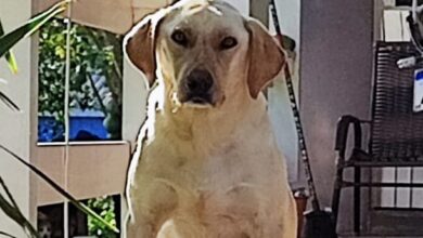 Photo of Cão de rua desaparece e cuidador oferece recompensa para quem encontrar o animal