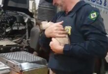 Photo of PRF resgata gatinha que viajava escondida debaixo de carreta