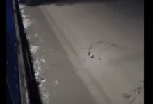 Photo of VÍDEO: mulher usa tronco de árvore para se salvar de afogamento em Rio do Sul