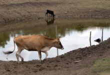 Photo of La Niña: relembre como foi a última passagem do fenômeno pelo Brasil