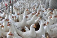 Photo of Avicultura de SC é referência na exportação e produção de frangos, patos, marrecos e perus