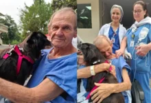 Photo of Após 15 dias na UTI, paciente reencontra cachorrinha e momento emociona