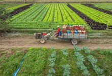 Photo of Governo do Estado destina mais de R$ 40 milhões em agosto para projetos de apoio direto aos produtores
