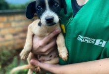 Photo of Dezembro Verde: mês de conscientização contra o abandono de animais