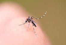 Photo of SC segue em alerta e registra mais de 2 mil casos prováveis de dengue