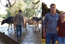 Photo of Programa Leite Bom SC estimula novos investimentos e a permanência no campo