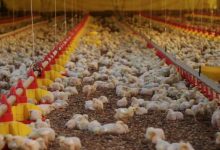 Photo of RECORDE: SC exporta 328,6 mil toneladas de carnes no primeiro bimestre de 2025