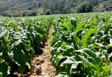 Photo of ALESC: Comissão delibera audiência pública para debater classificação do tabaco em SC