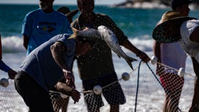 Photo of Estado contesta fundamentos da portaria federal que impõe cotas para a pesca da tainha em SC