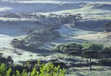 Photo of Santa Catarina pode registrar a primeira neve de 2025 nesta semana