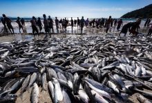 Photo of COLUNA PELO ESTADO – A pesca da tainha e a queda de braço entre governo estadual e federal
