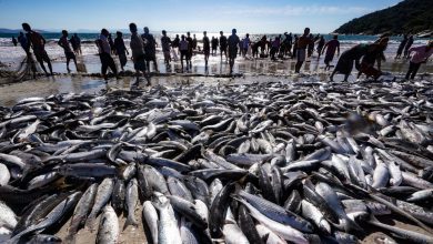 Photo of COLUNA PELO ESTADO – A pesca da tainha e a queda de braço entre governo estadual e federal