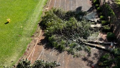 Photo of Pista de caminhada do Complexo do Verdão é fechada para obras