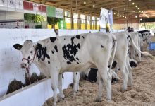 Photo of Efapi do Brasil tem somente alguns espaços no setor agropecuário