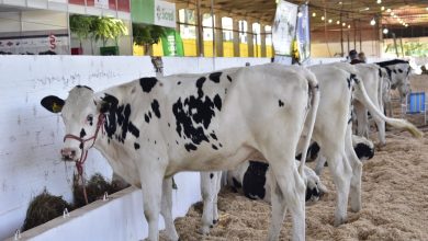 Photo of Efapi do Brasil tem somente alguns espaços no setor agropecuário