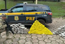 Photo of PRF apreende quase 200 quilos de drogas e recupera veículo roubado na BR-282