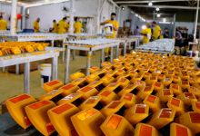 Photo of Presos da Colônia Agrícola de Palhoça contribuem para o Programa Estrada Boa