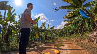Photo of Drones reforçam defesa contra pragas e ajudam Santa Catarina a liderar exportações de banana