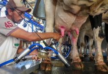 Photo of SC renova medida para proteger indústria leiteira e garantir competitividade dos produtores locais