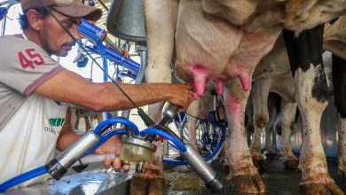 Photo of SC renova medida para proteger indústria leiteira e garantir competitividade dos produtores locais