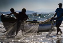 Photo of SC conquista ampliação da cota de pesca de arrasto de praia em 100 toneladas