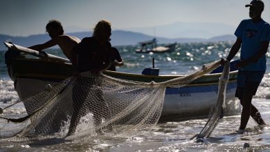 Photo of SC conquista ampliação da cota de pesca de arrasto de praia em 100 toneladas