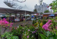 Photo of Feira de Mudas acontece até domingo em Chapecó